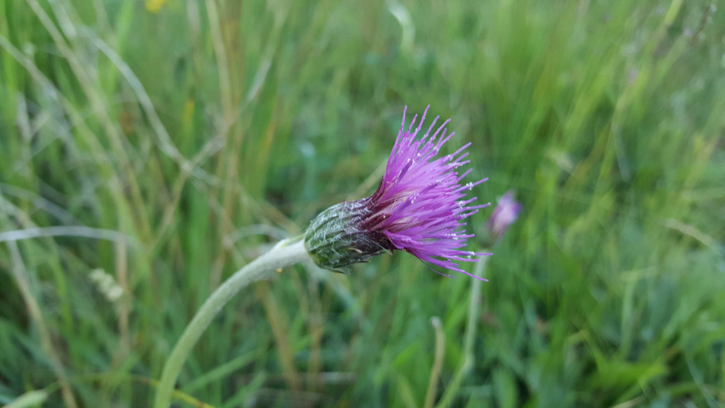 MEADOW THISTLE Cirsium dissectum