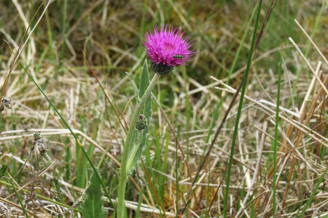 MEADOW THISTLE Cirsium dissectum