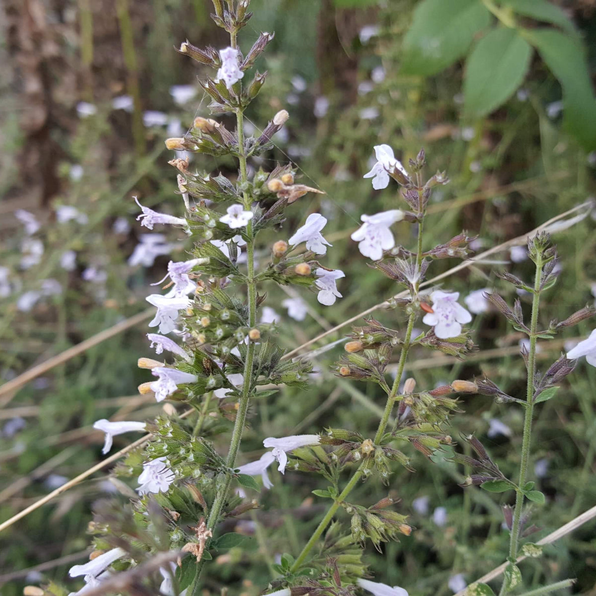 calamint plant LESSER CALAMINT Clinopodium nepeta – Celtic Wildflowers