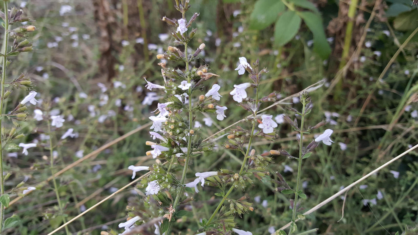 LESSER CALAMINT Clinopodium calamintha