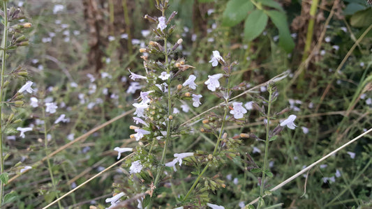 LESSER CALAMINT  Clinopodium calamintha