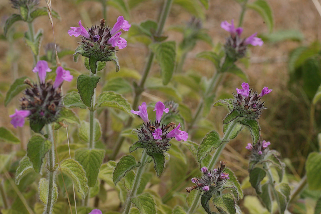 WILD BASIL  Clinopodium vulgare