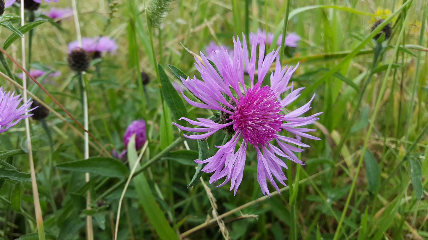 COMMON KNAPWEED Centaurea nigra agg.