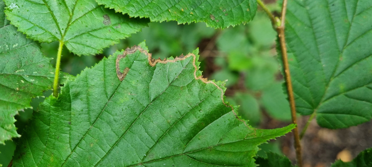 HAZEL Corylus avellana