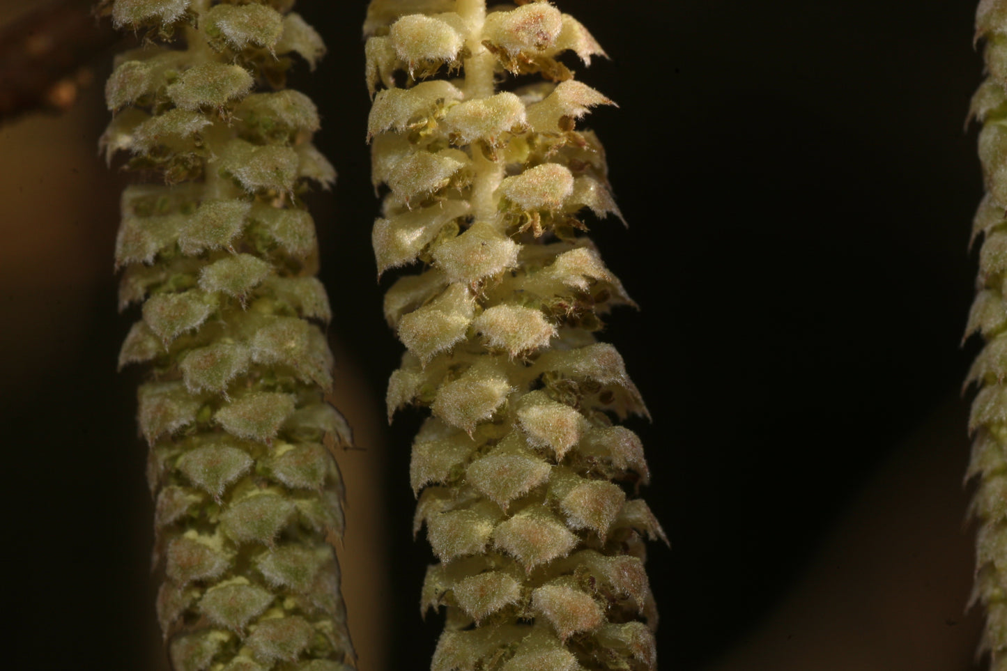 HAZEL Corylus avellana
