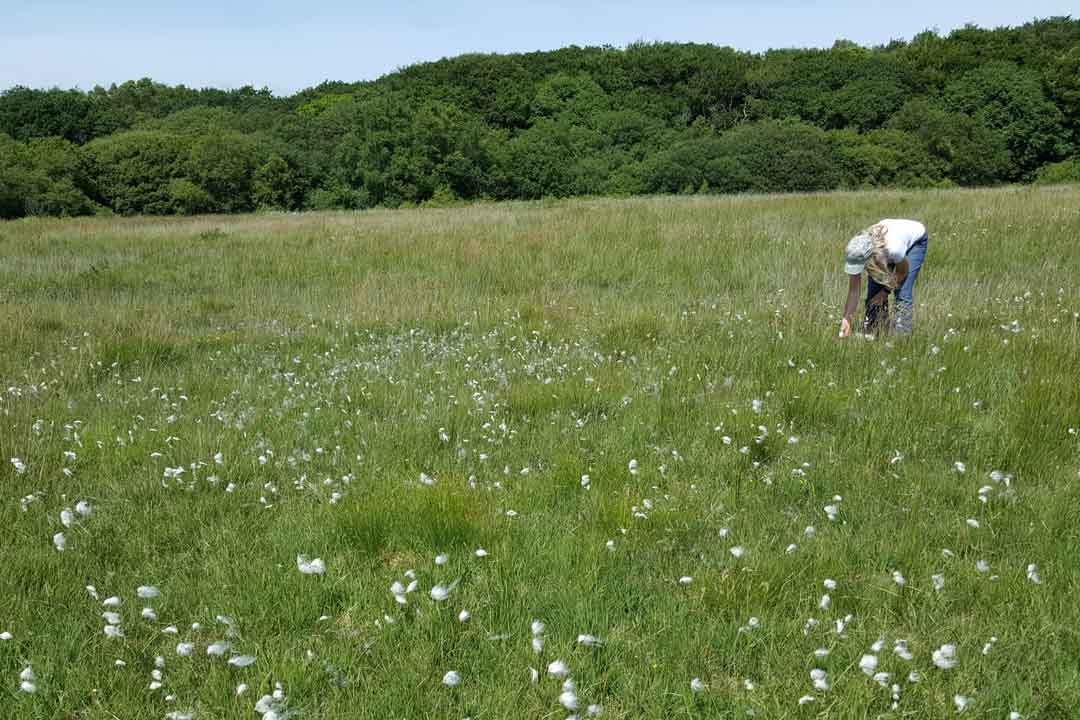 COMMON COTTON-GRASS Eriophorum angustifolium