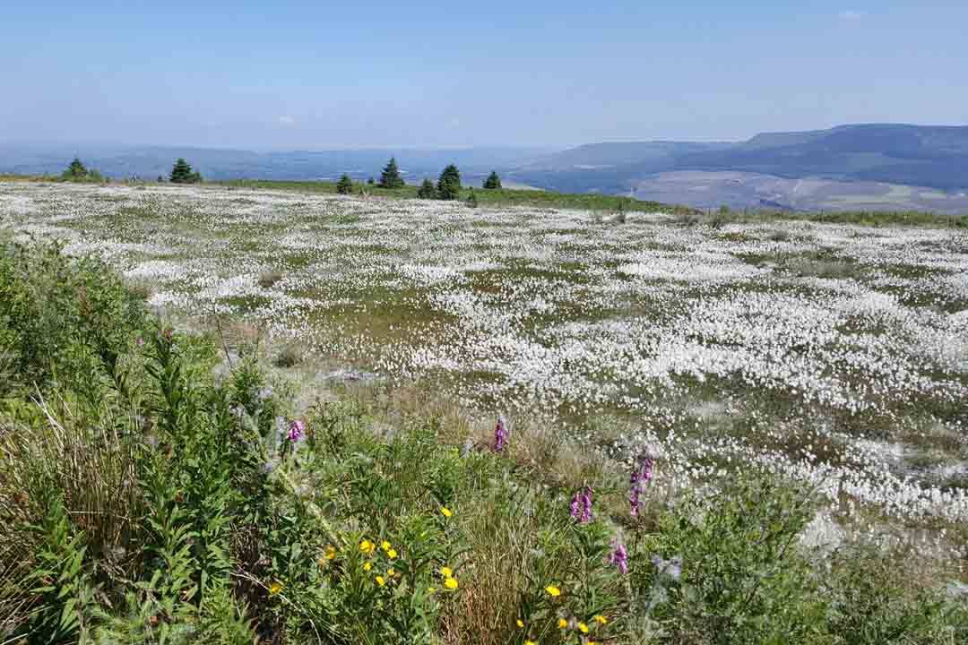 COMMON COTTON-GRASS Eriophorum angustifolium