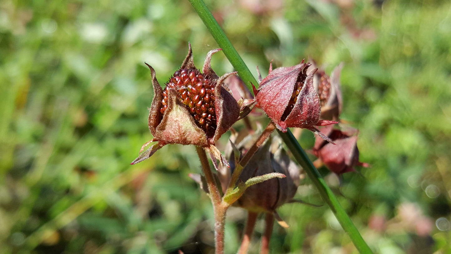 MARSH CINQUEFOIL Comarum palustre