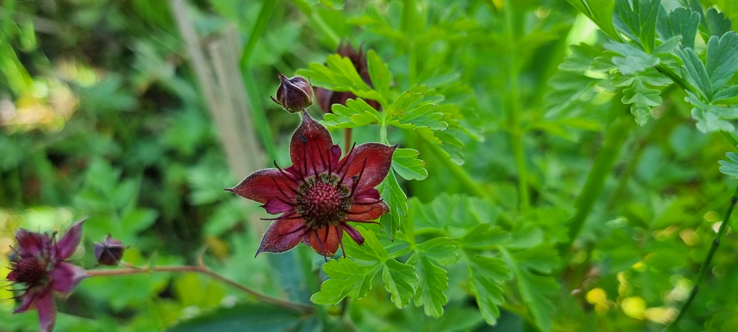 MARSH CINQUEFOIL  Comarum palustre
