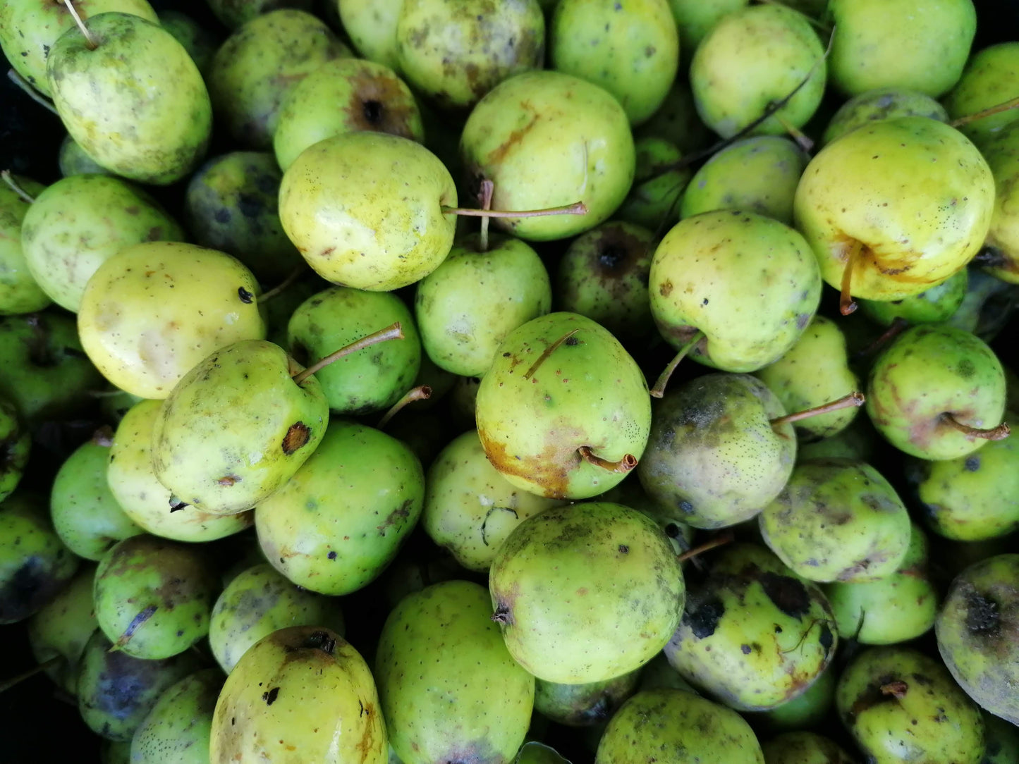 CRAB APPLE Malus sylvestris