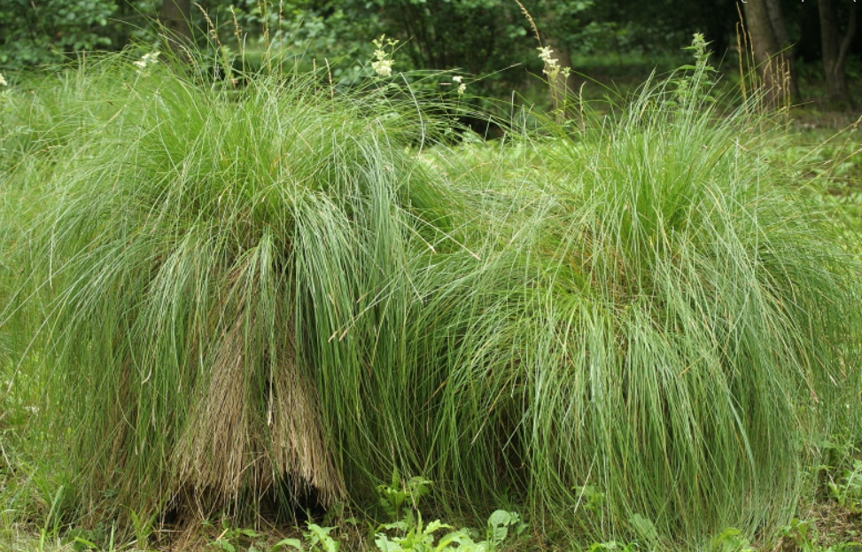 GREATER TUSSOCK-SEDGE Carex paniculata