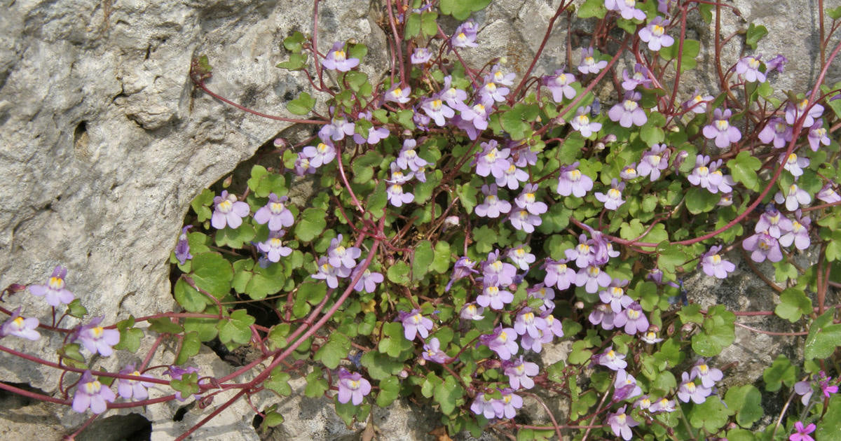 IVY-LEAVED TOADFLAX Cymbalaria muralis