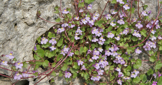 IVY-LEAVED TOADFLAX  Cymbalaria muralis