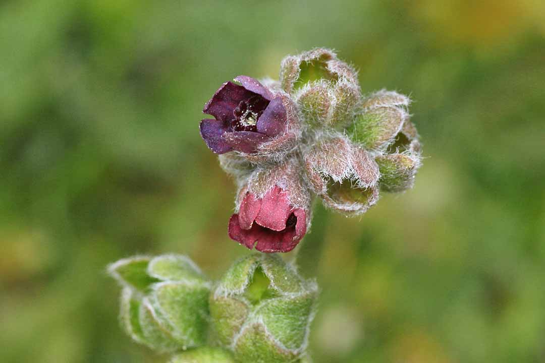 HOUND'S-TONGUE Cynoglossum officinale