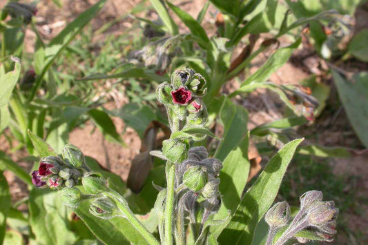 HOUND'S-TONGUE  Cynoglossum officinale
