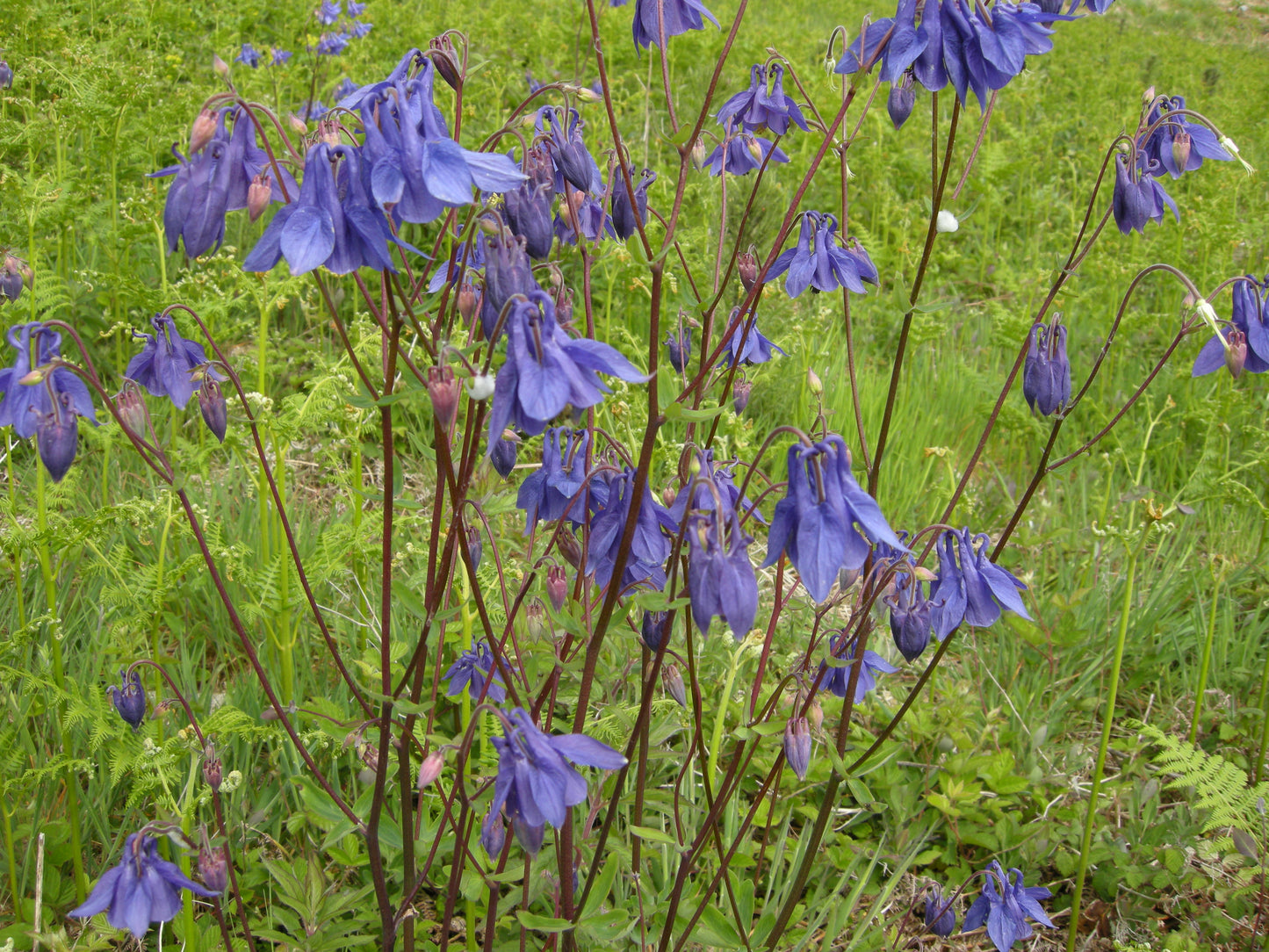 COLUMBINE Aquilegia vulgaris