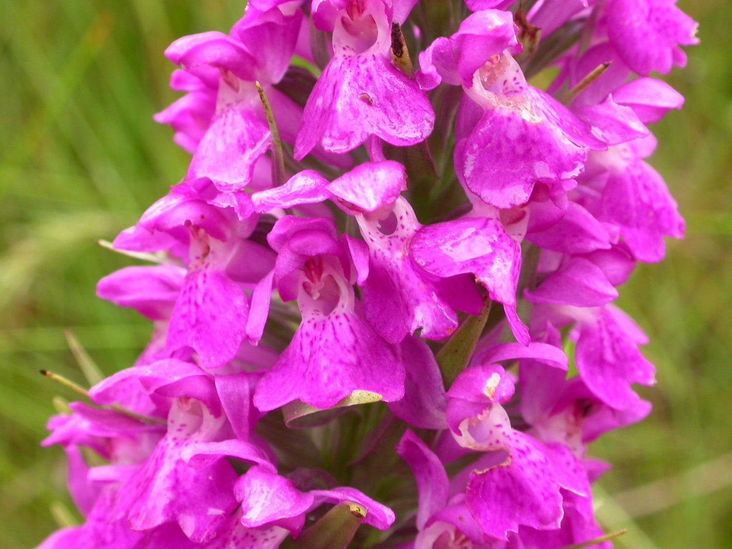 SOUTHERN MARSH-ORCHID Dactylorhiza praetermissa