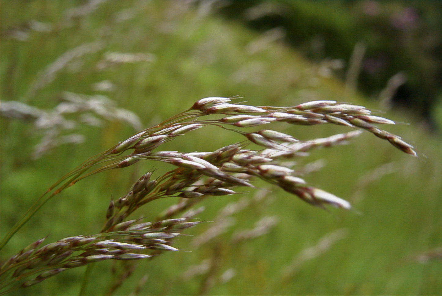 WAVY HAIR-GRASS  Avenella (Deschampsia) flexuosa