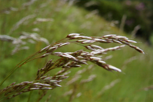 WAVY HAIR-GRASS  Avenella (Deschampsia) flexuosa