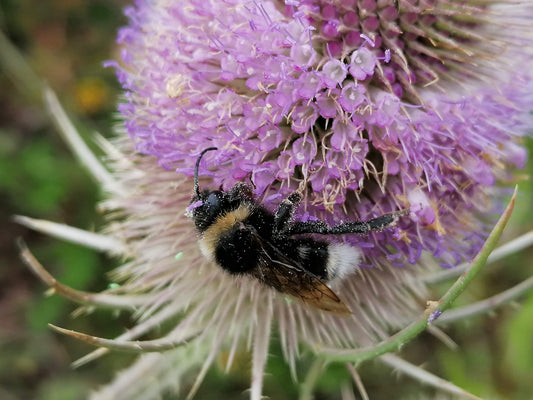 WILD TEASEL  Dipsacus fullonum
