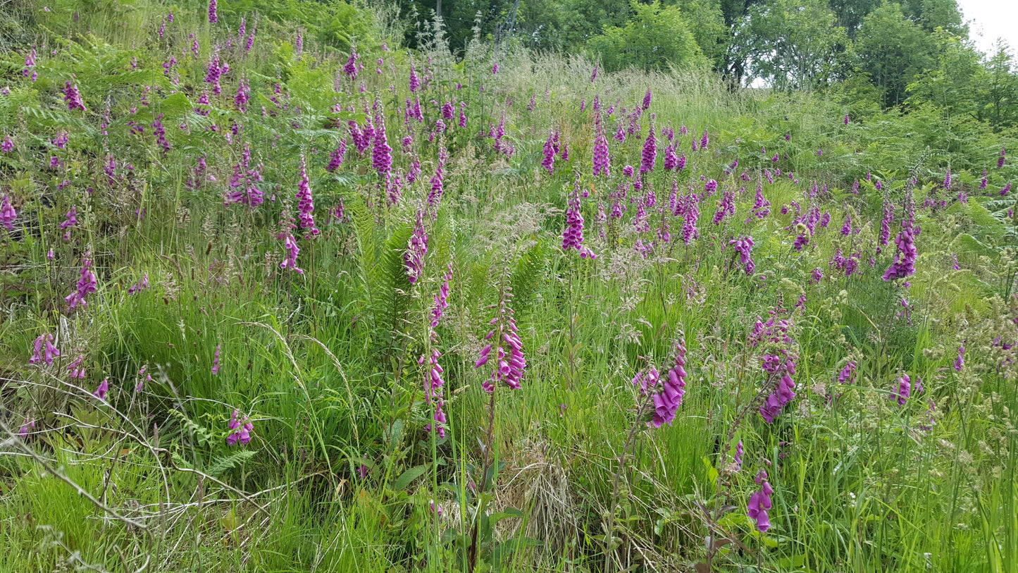 FOXGLOVE Digitalis purpurea