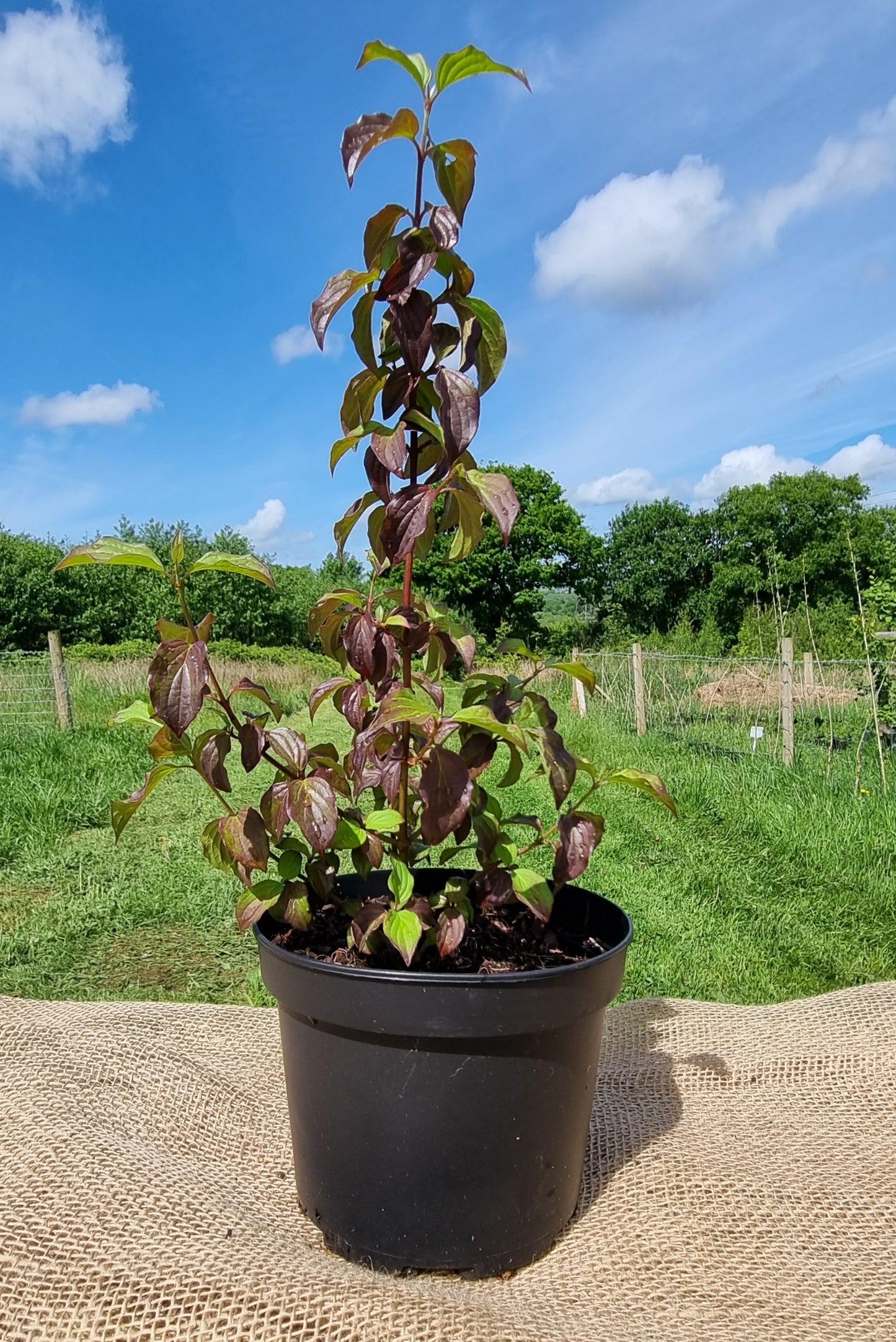 DOGWOOD Cornus sanguineus
