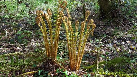 SCALY MALE-FERN  Dryopteris affinis