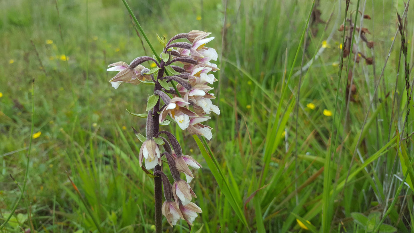 MARSH HELLEBORINE Epipactis palustris