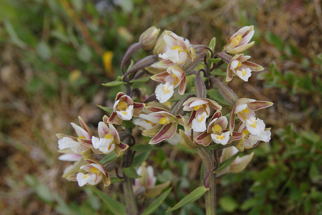 MARSH HELLEBORINE Epipactis palustris