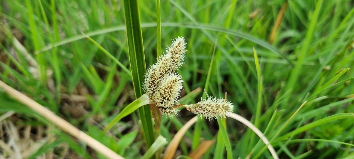 COMMON COTTON-GRASS Eriophorum angustifolium