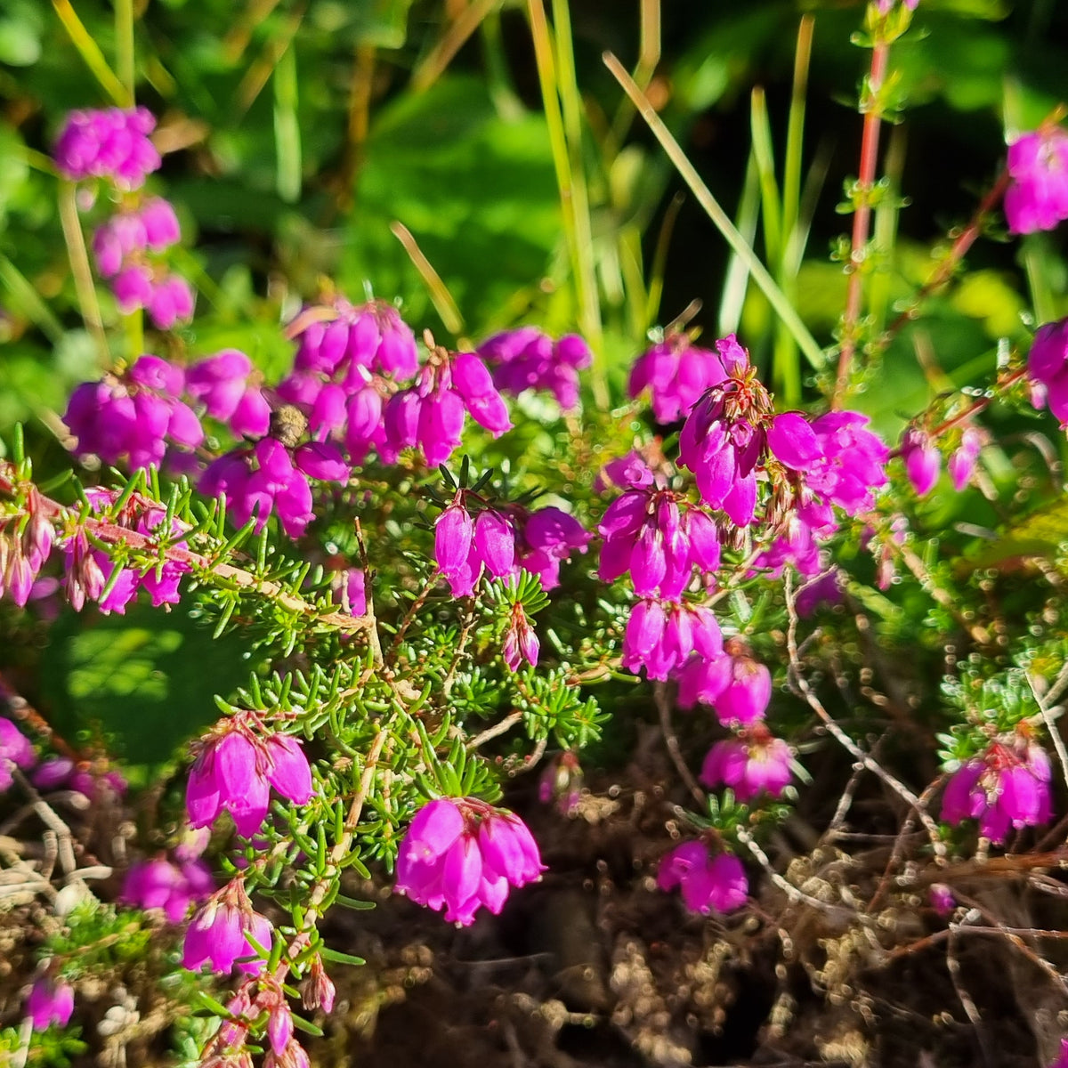 BELL HEATHER Erica cinerea  Celtic Wildflowers