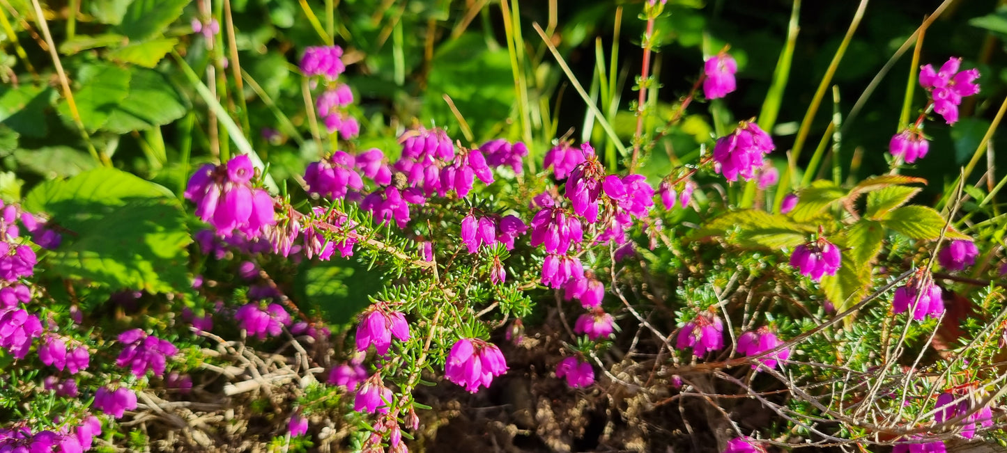 BELL HEATHER Erica cinerea