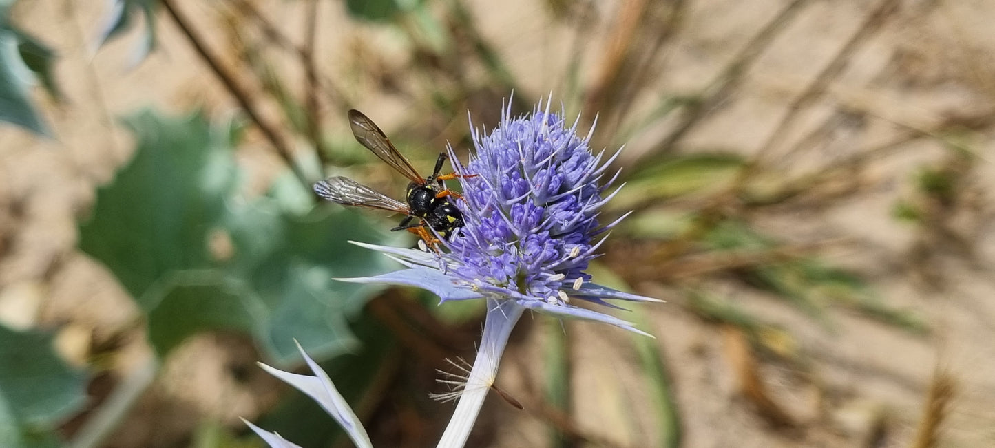 SEA-HOLLY Eryngium maritimum