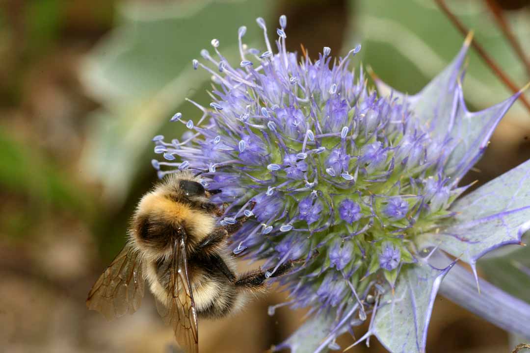 SEA-HOLLY Eryngium maritimum