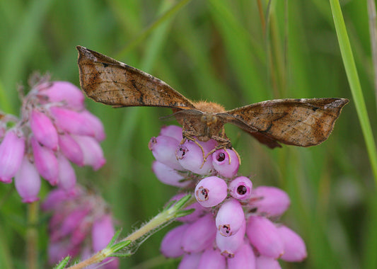 CROSS-LEAVED HEATH  Erica tetralix