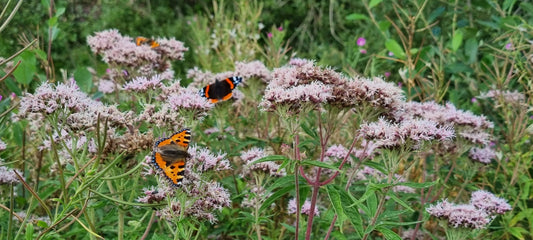 HEMP-AGRIMONY  Eupatorium cannabinum
