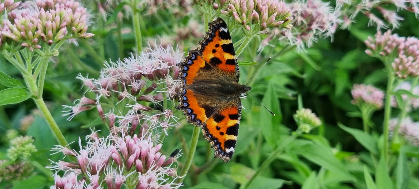 HEMP-AGRIMONY Eupatorium cannabinum