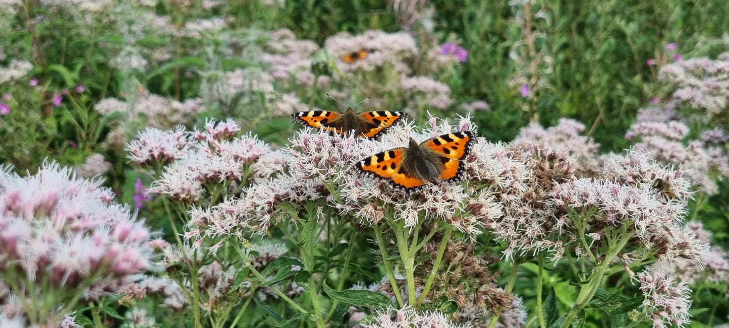 HEMP-AGRIMONY Eupatorium cannabinum