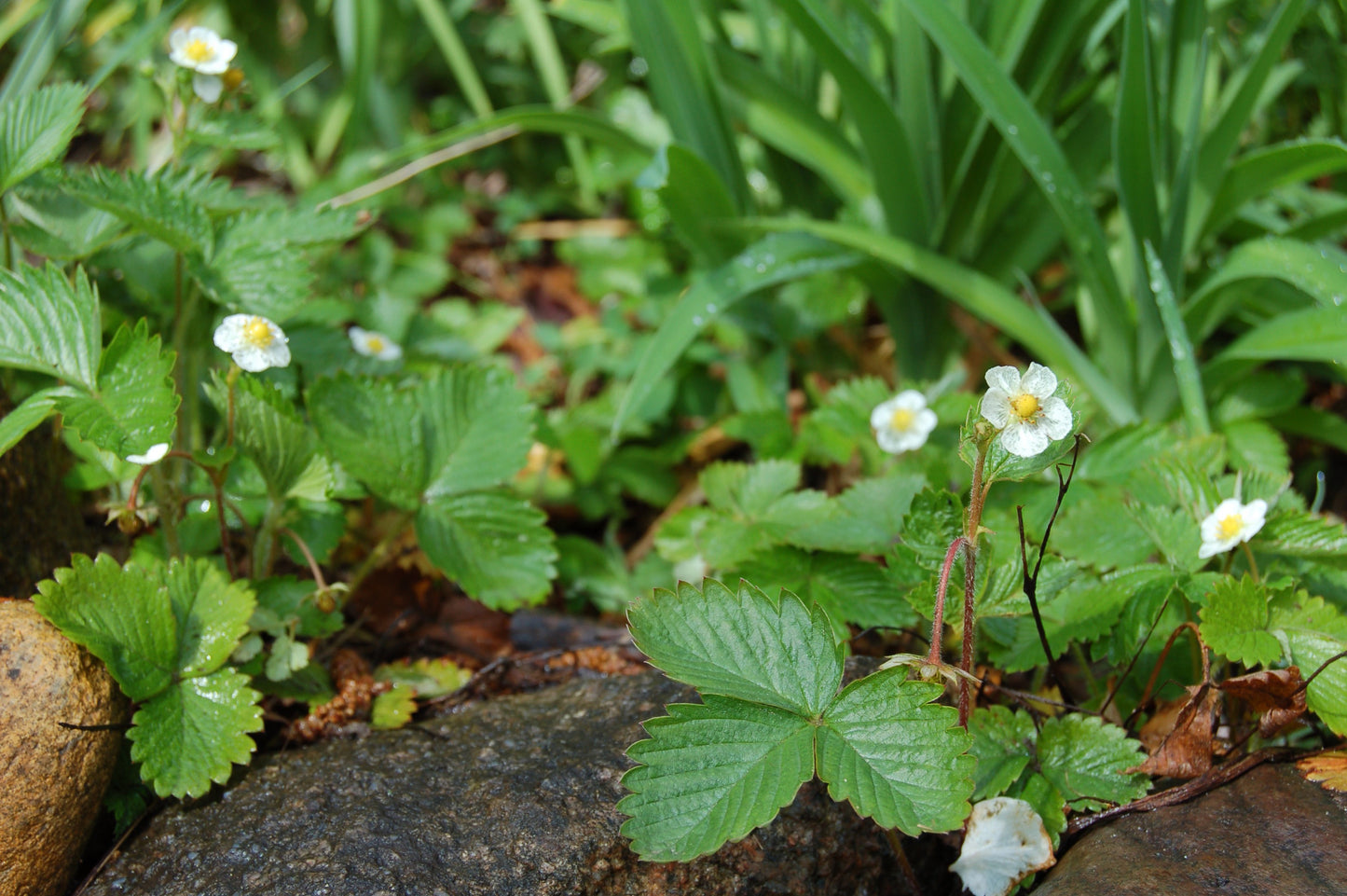 WILD STRAWBERRY Fragaria vesca