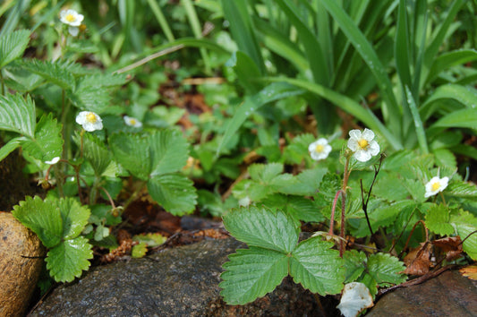 WILD STRAWBERRY  Fragaria vesca