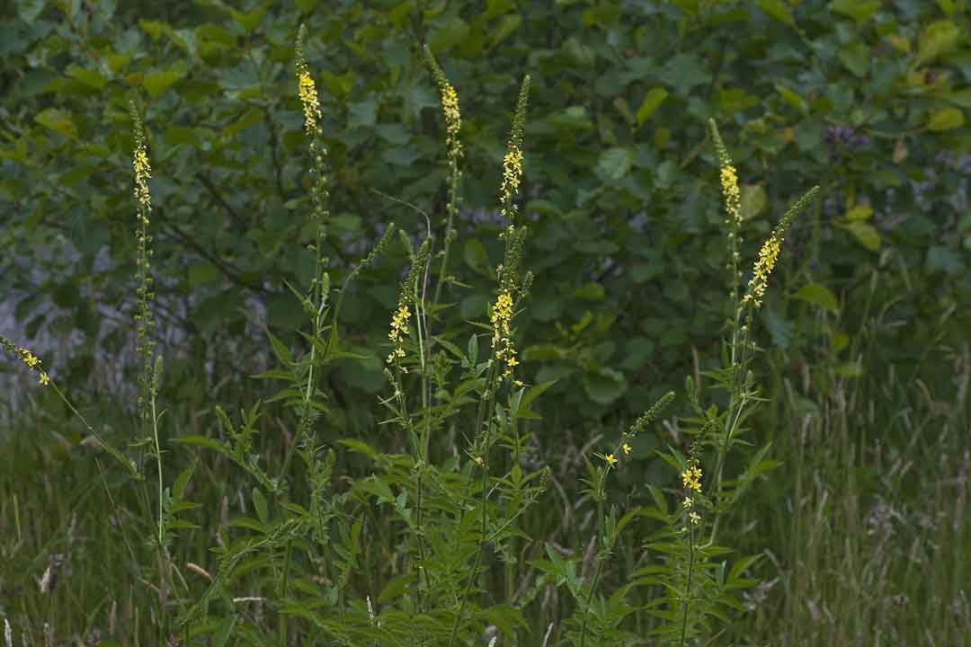 FRAGRANT AGRIMONY  Agrimonia procera