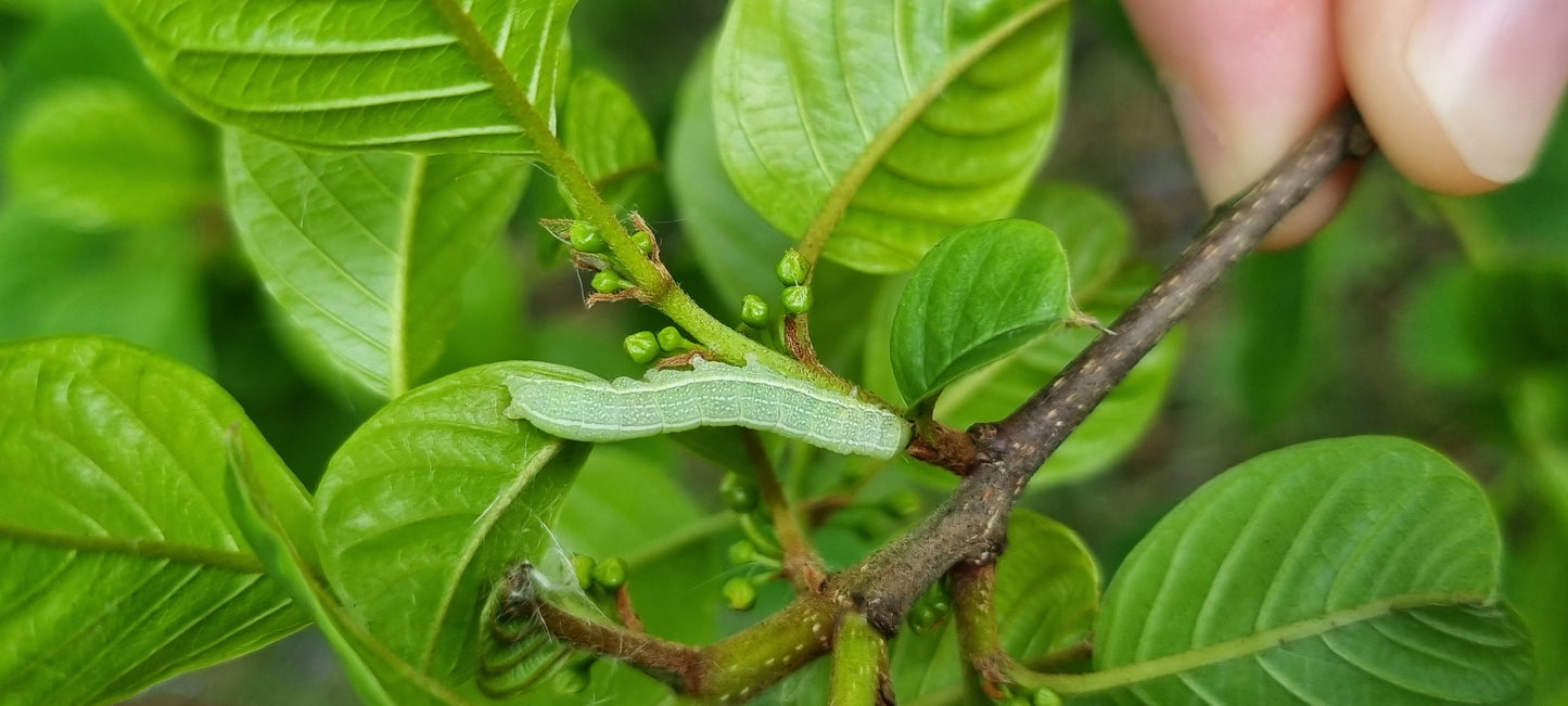 ALDER BUCKTHORN Frangula alnus