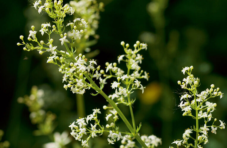 HEDGE BEDSTRAW Galium album