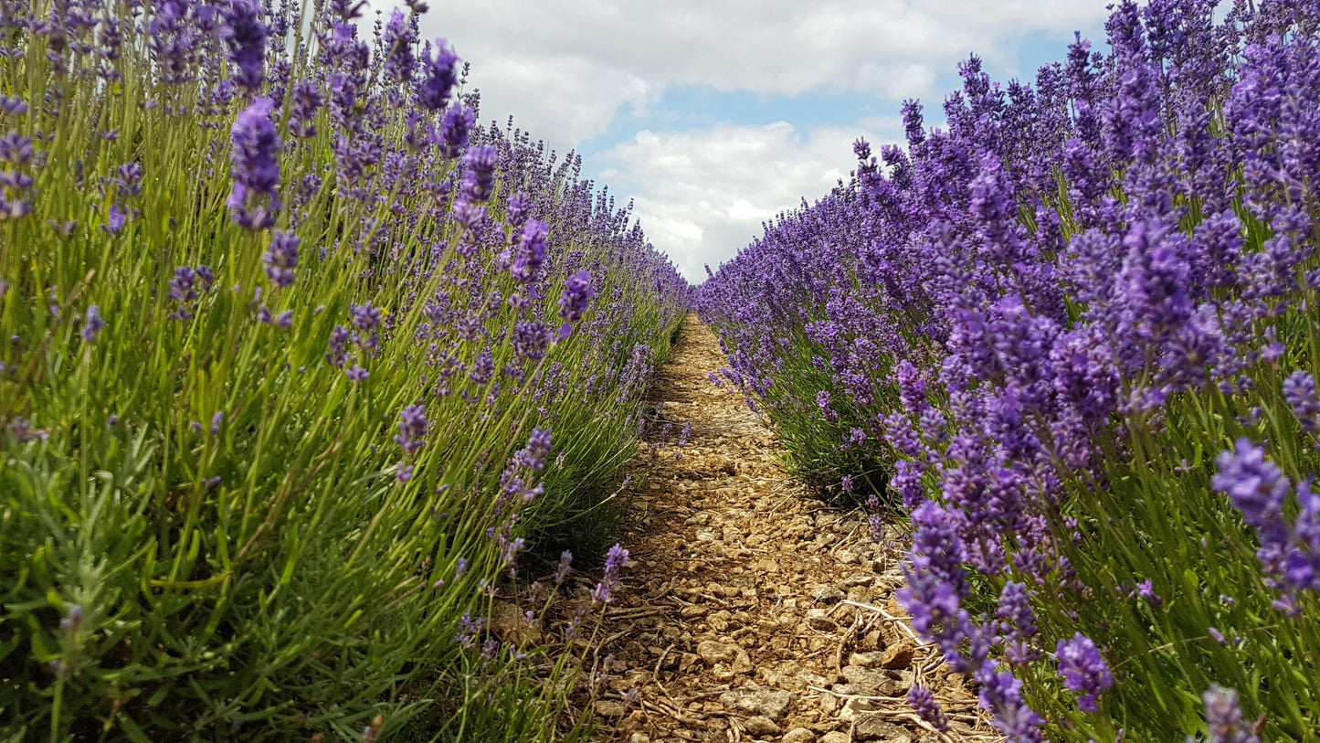 ENGLISH LAVENDER Lavandula angustifolia