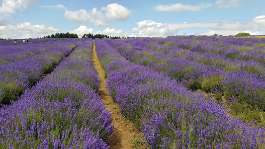 ENGLISH LAVENDER Lavandula angustifolia