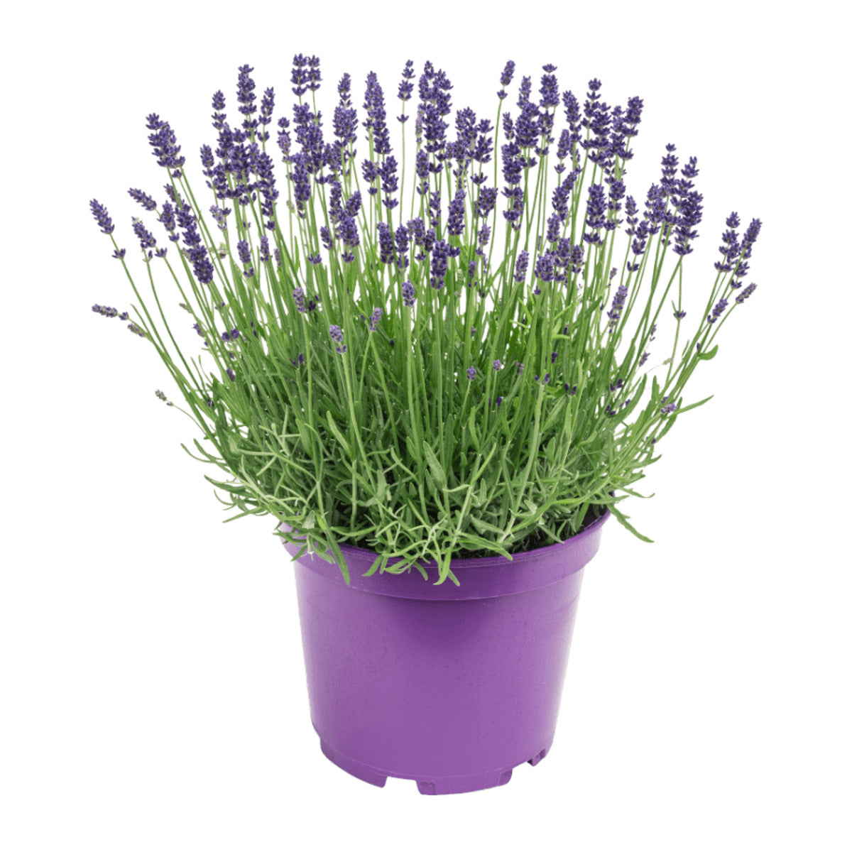 ENGLISH LAVENDER Lavandula angustifolia