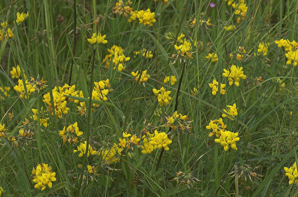 GREATER BIRD'S-FOOT-TREFOIL Lotus pedunculatus