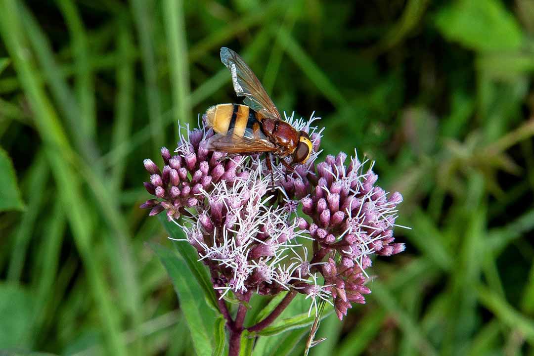 HEMP-AGRIMONY Eupatorium cannabinum