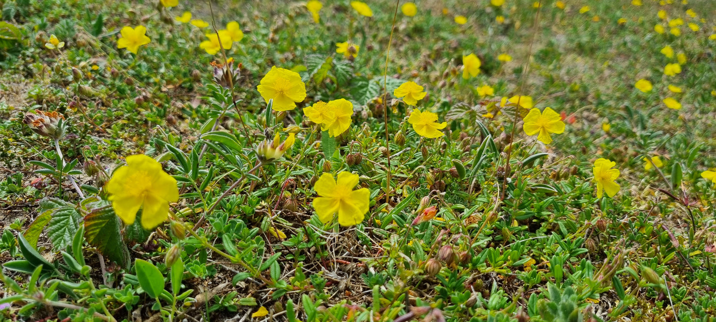 COMMON ROCK-ROSE  Helianthemum nummularium