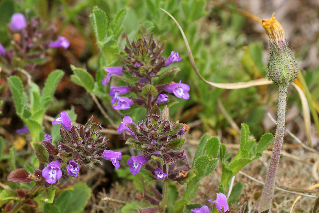 BASIL THYME Clinopodium acinos